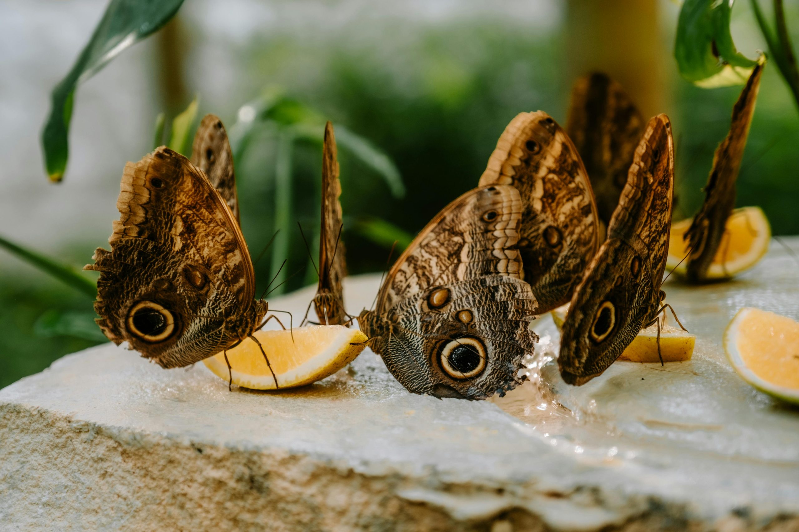 pexels-eugeniofr-30005392